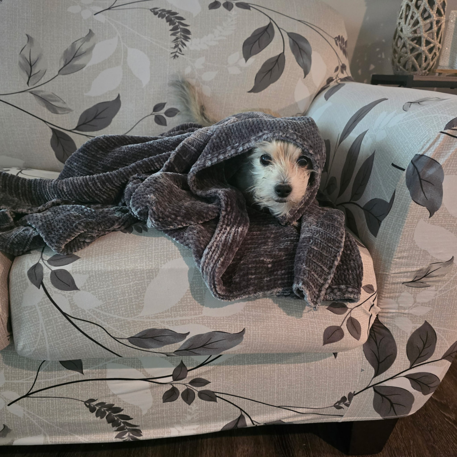 Senior dog Chase bundled comfortably in a blanket